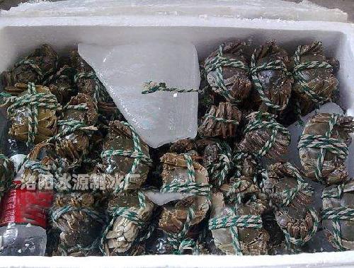 洛阳海鲜批发-大闸蟹批发