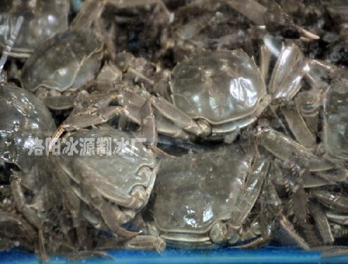 洛阳海鲜批发-大闸蟹